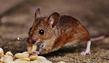 24 Hour & Emergency Exterminators in Elk Creek, VA